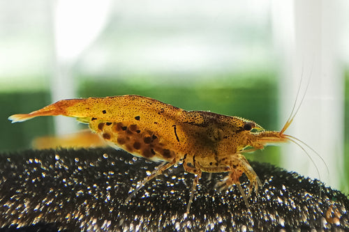 Goldene Tiger Garnele | Tangerine Tigergarnele | Caridina Cantonensis 