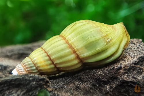 Elfenbein Raubschnecke | Frisst andere Schnecken | Clea Helena / Anentome Helena 