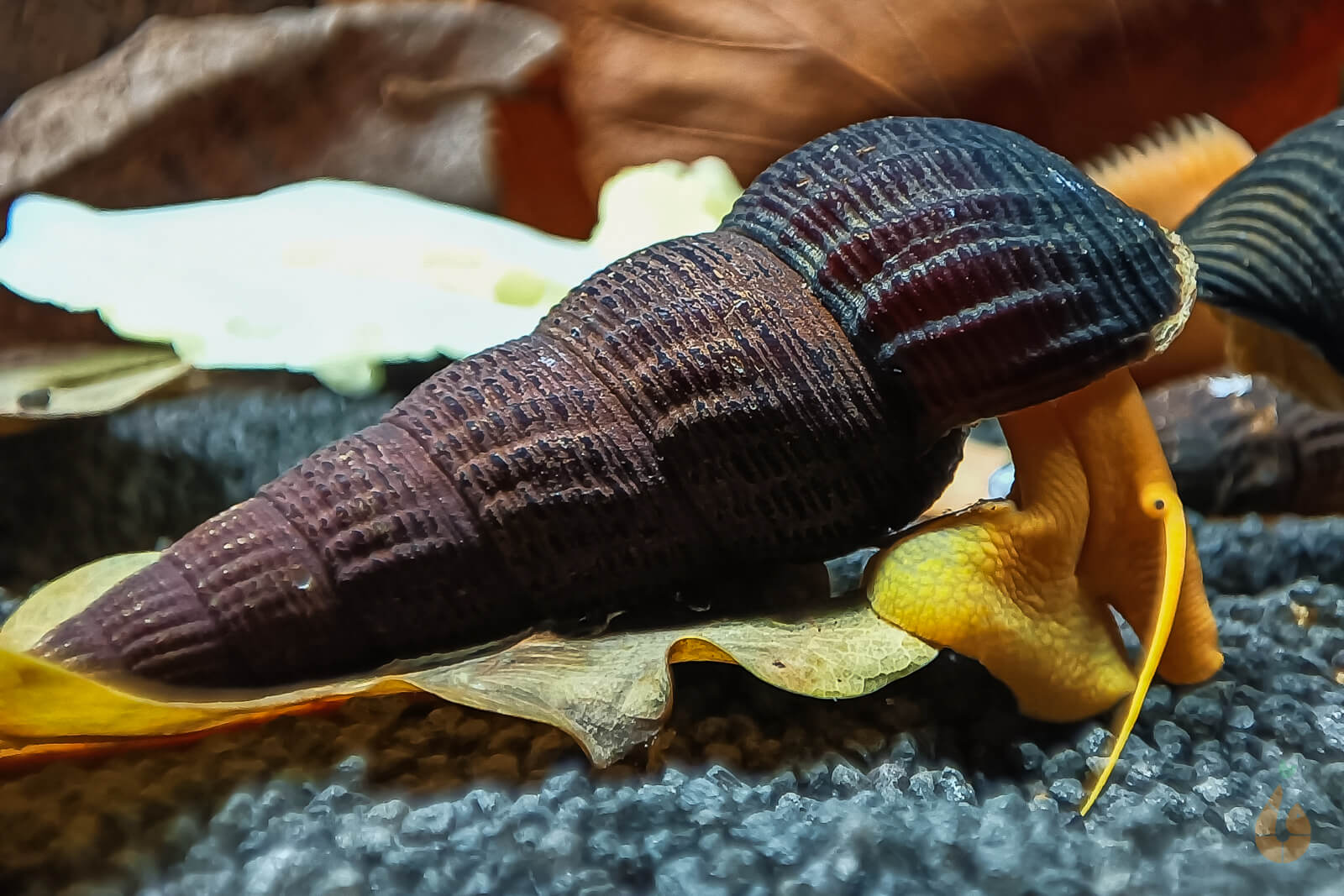 Goldene Turmdeckelschnecke | TDS Gold | Tylomelania scalariopas 