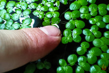 Lade das Bild in den Galerie-Viewer, Riesen Wasserlinse / Vielwurzelige Teichlinse | Schwimmpflanze | Spirodela polyrhiza
