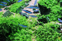 Lade das Bild in den Galerie-Viewer, Kuba Perlkraut | Hemianthus callitrichoides &#39;Cuba&#39; HCC | In Vitro Aquariumpflanze im Aquarium mit Neons
