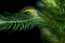 Lade das Bild in den Galerie-Viewer, Raues Hornkraut / Hornblatt | Ceratophyllum demersum &quot;Foxtail&quot; mit Yellow Fire Neon mini Garnele
