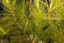 Lade das Bild in den Galerie-Viewer, Raues Hornkraut / Hornblatt | Ceratophyllum demersum &quot;Foxtail&quot; mit mini Garnele blau

