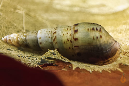 Indische / Malaiische Turmdeckelschnecke | TDS Indisch | Melanoides tuberculata