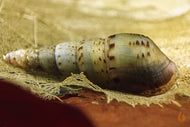 Indische / Malaiische Turmdeckelschnecke | TDS Indisch | Melanoides tuberculata