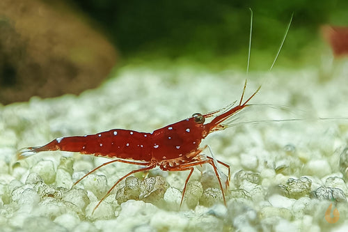 Kardinalsgarnele - Kardinal Garnele | Caridina dennerli