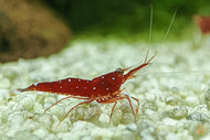 Kardinalsgarnele - Kardinal Garnele | Caridina dennerli