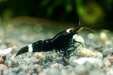 Lade das Bild in den Galerie-Viewer, Schwarze King Kong Garnele | Taiwan Bee | Caridina sp. &quot;Black King Kong&quot; im Aquarium
