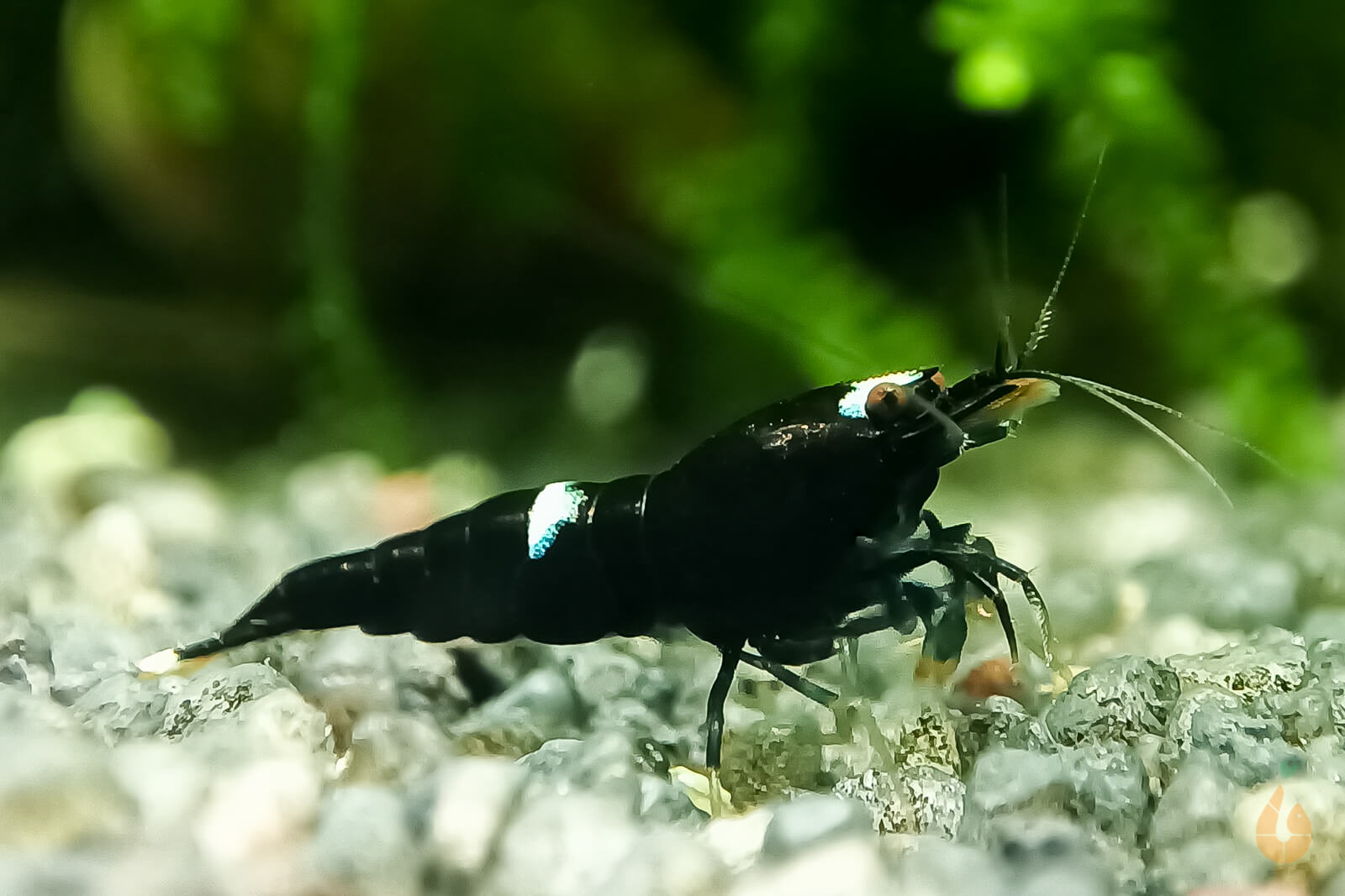 Schwarze King Kong Garnele | Taiwan Bee | Caridina sp. 