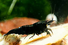 Lade das Bild in den Galerie-Viewer, Schwarze King Kong Extreme Garnele | Caridina sp. &quot;Black King Kong Full Black&quot; im Aquarium
