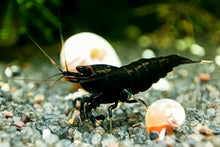 Lade das Bild in den Galerie-Viewer, Schwarze King Kong Extreme Garnele | Caridina sp. &quot;Black King Kong Full Black&quot; im Aquarium
