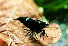 Lade das Bild in den Galerie-Viewer, Schwarze King Kong Garnele | Taiwan Bee | Caridina sp. &quot;Black King Kong&quot; auf einem Seemandelbaumblatt
