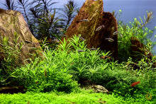 Lade das Bild in den Galerie-Viewer, Kleiner Wasserstern | Pogostemon helferi | In Vitro Aquariumpflanze im Aquarium
