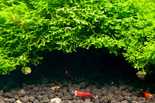 Lade das Bild in den Galerie-Viewer, Korallenmoos / Korallen Moos | Riccardia &quot;chamedryfolia&quot; im Nano Aquarium mit roten Garnelen
