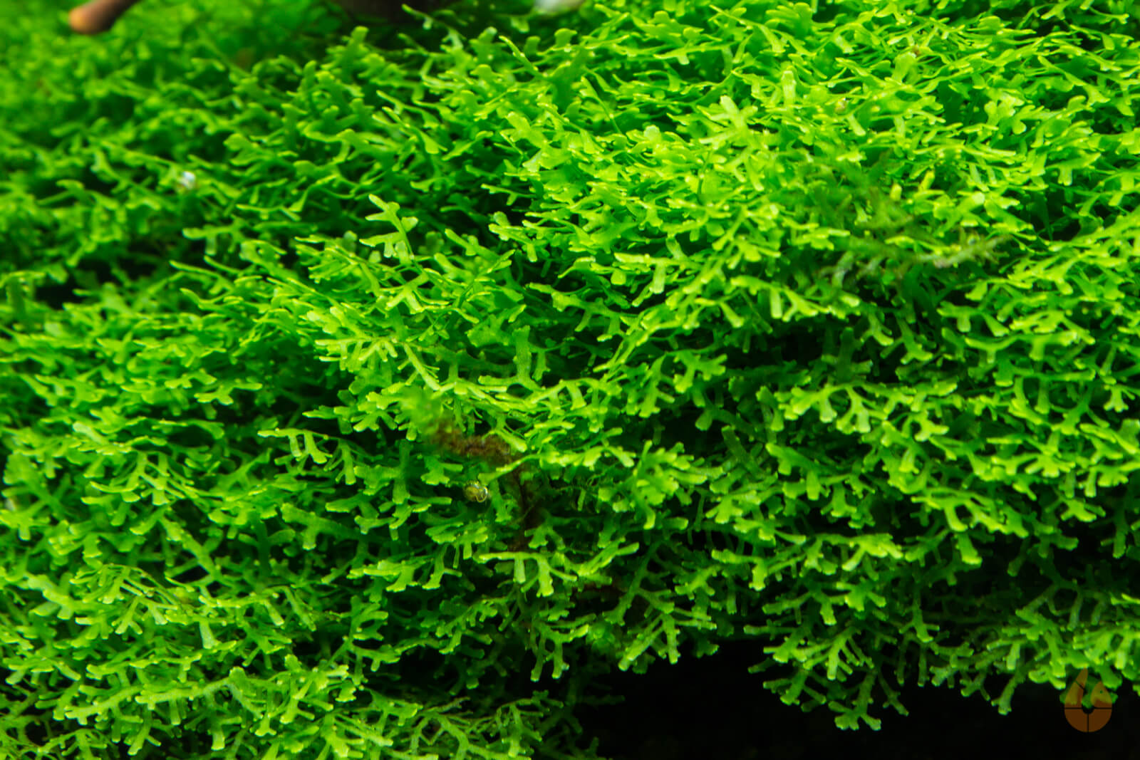 Korallenmoos / Korallen Moos | Riccardia "chamedryfolia" | Aquariummoo   Aqua-Birne