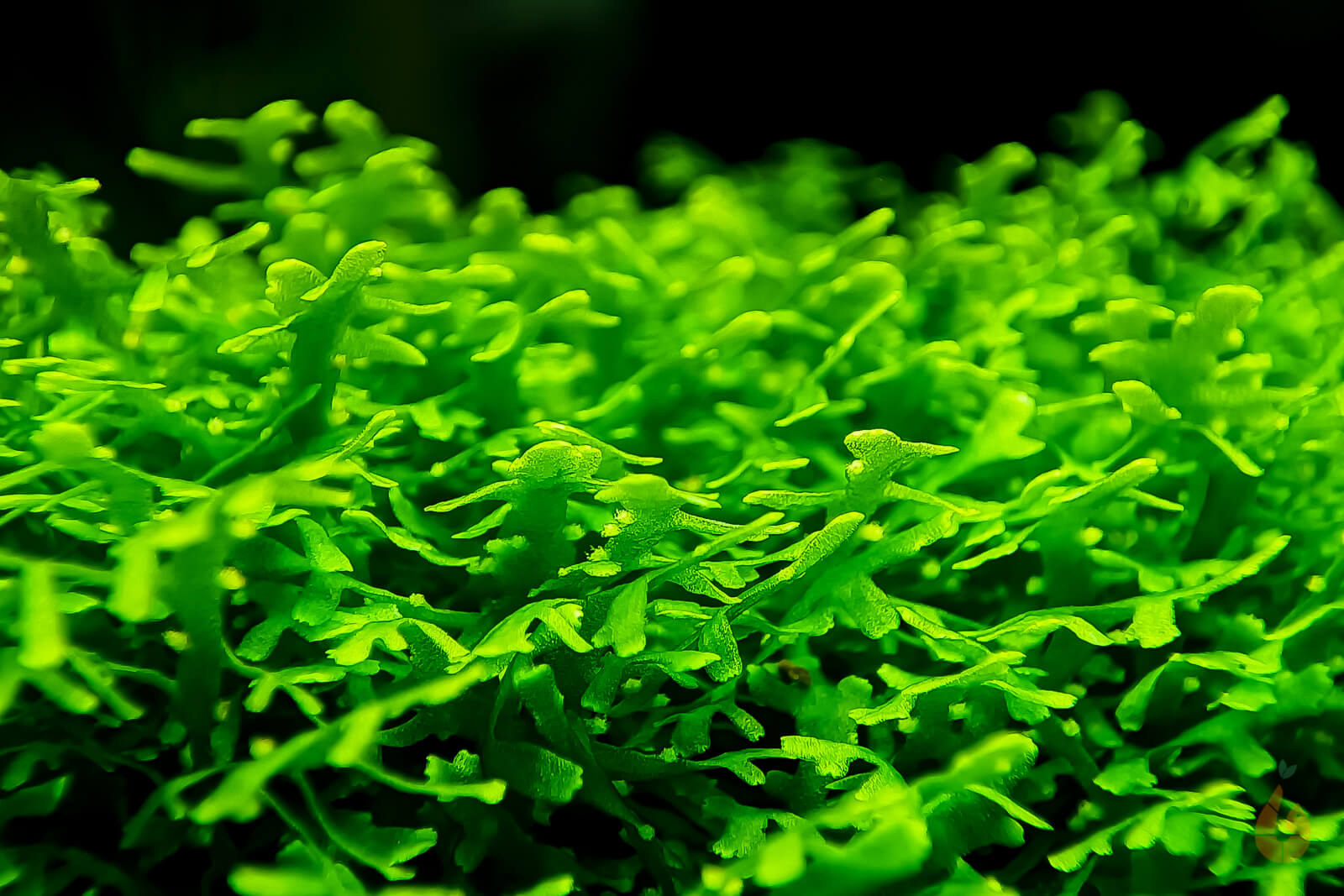 korallenmoos zimmerpflanze Korallenmoos / Korallen Moos | Riccardia 
