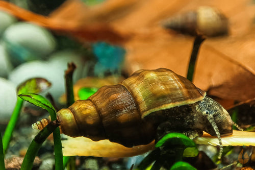 Koreanische Turmdeckelschnecke | TDS Korea | Semisulcospira Gottschei - Rarität im Aquarium