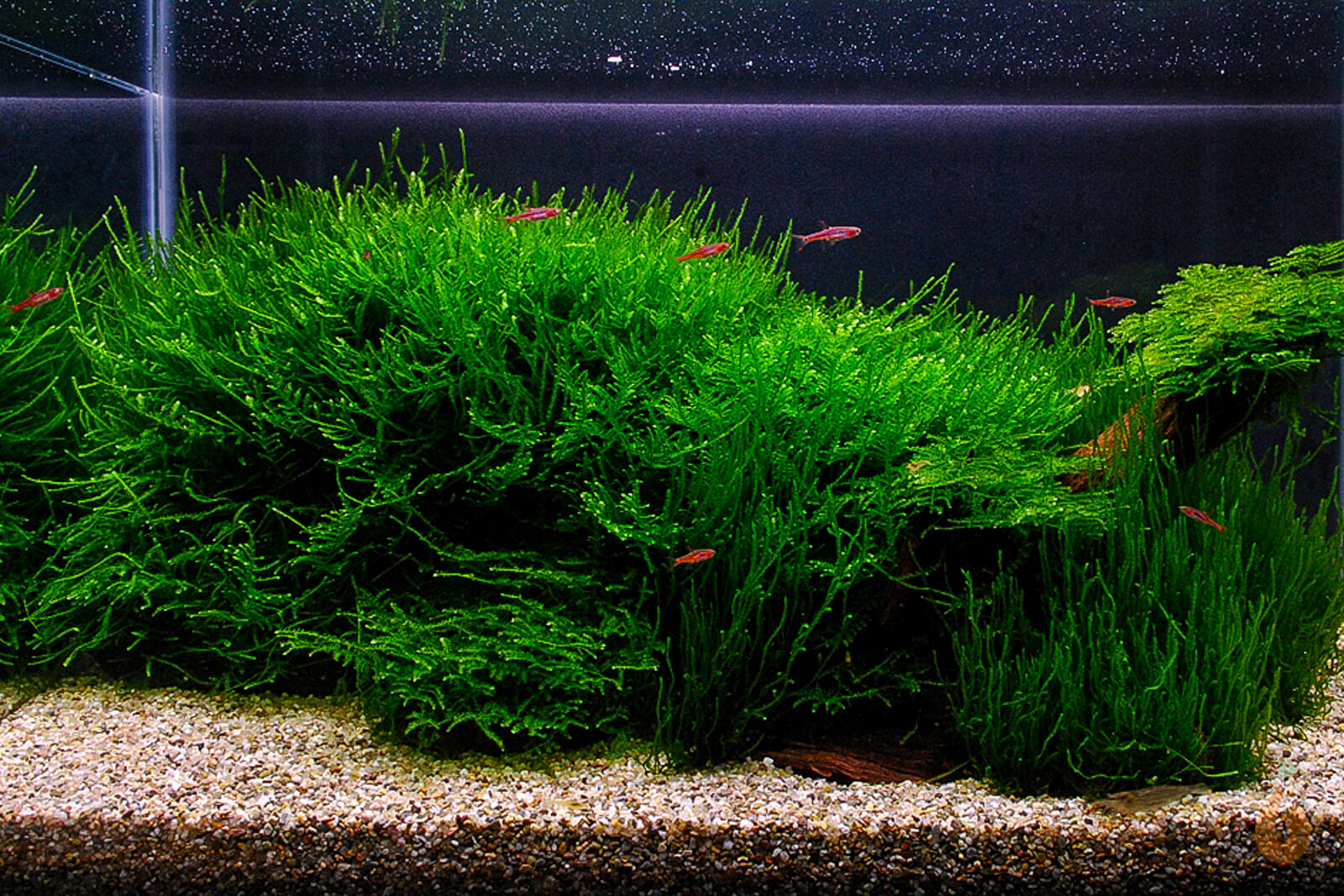 Creeping Moos | Vesicularia sp. 