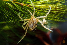 Lade das Bild in den Galerie-Viewer, Mikrokrabbe / Microkrabbe | Lebt unter Wasser | Limnopilos naiyanetri im Aquarium
