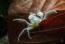 Lade das Bild in den Galerie-Viewer, Mikrokrabbe / Microkrabbe | Lebt unter Wasser | Limnopilos naiyanetri auf einem Buchenblatt
