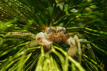 Lade das Bild in den Galerie-Viewer, Mikrokrabbe / Microkrabbe | Lebt unter Wasser | Limnopilos naiyanetri mit Hornkraut Makroaufnahme
