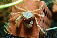 Lade das Bild in den Galerie-Viewer, Mikrokrabbe / Microkrabbe | Lebt unter Wasser | Limnopilos naiyanetri auf einem Garnelenziegel
