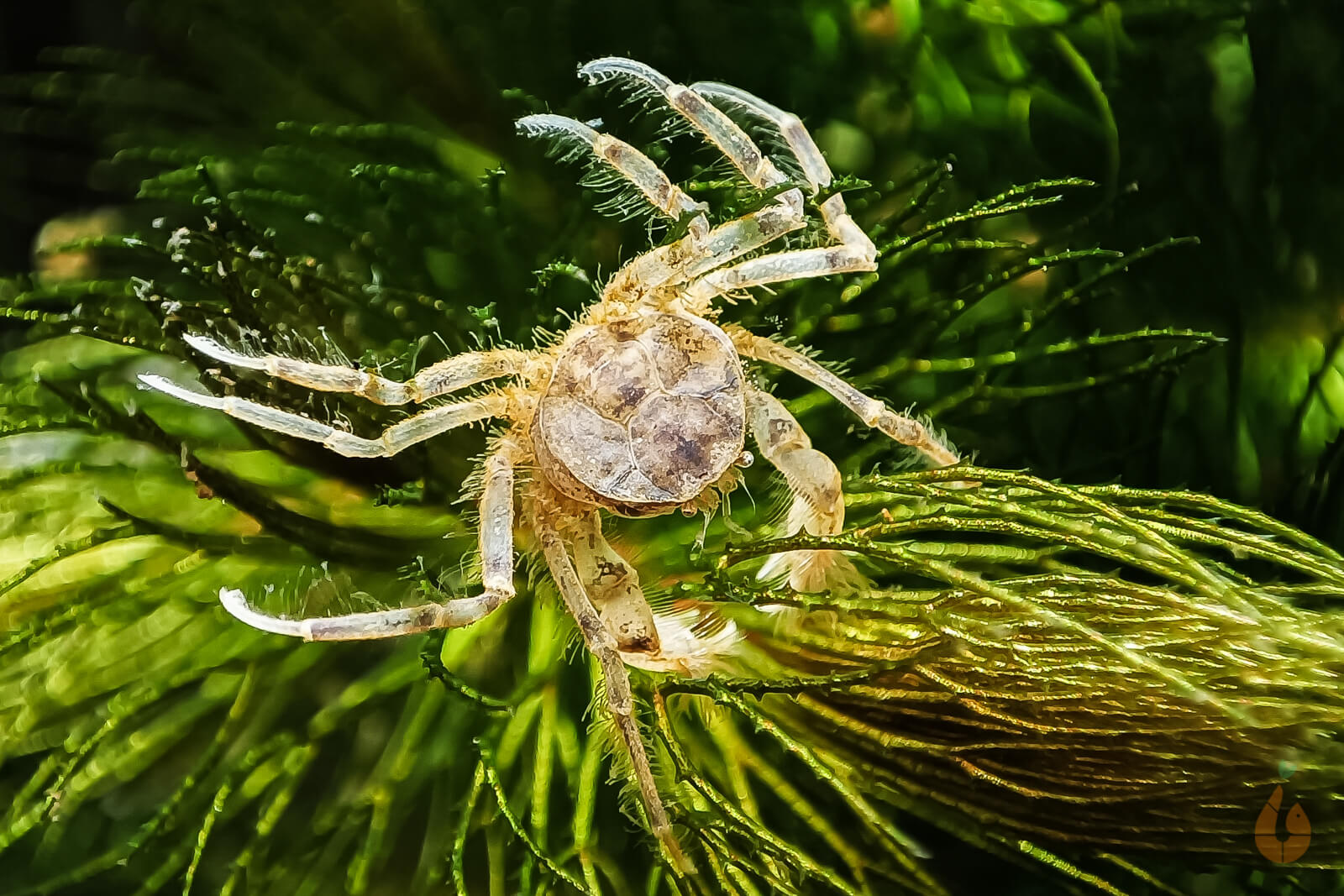 Mikrokrabbe / Microkrabbe | Lebt unter Wasser | Limnopilos naiyanetri im Nano Aquarium