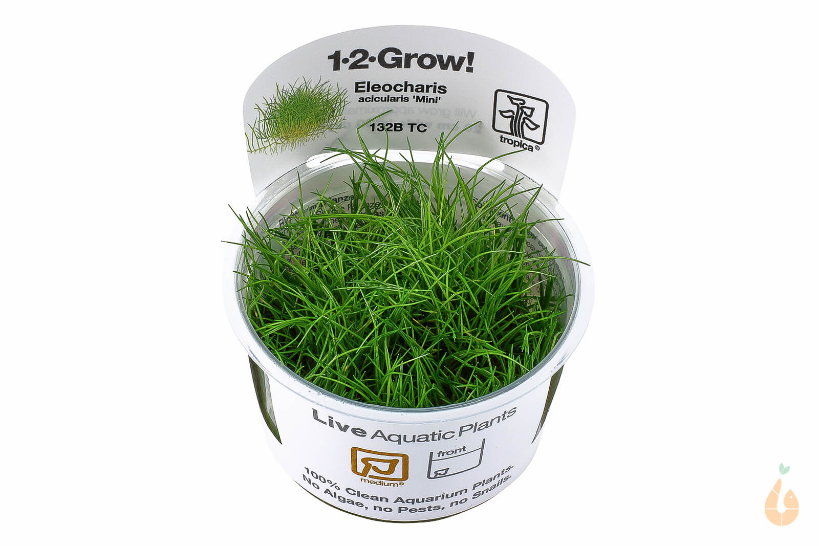 Tropica - Mini Nadelsimse | Eleocharis 