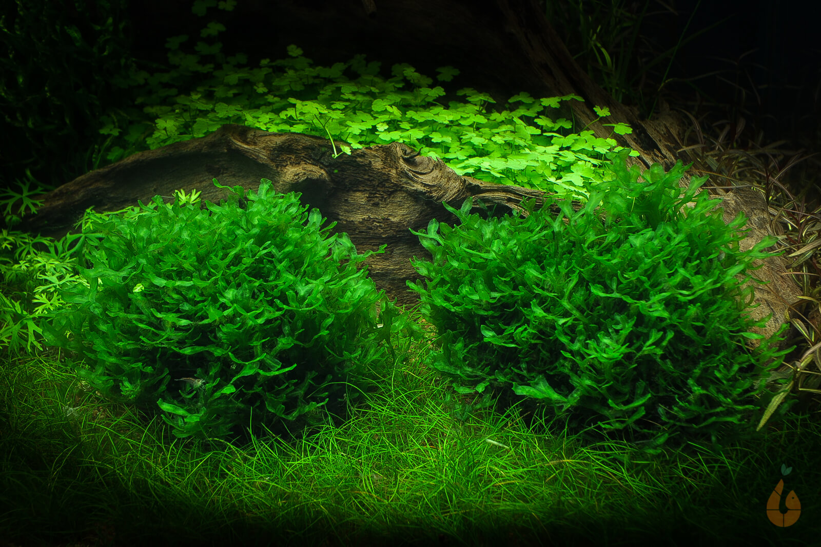 Zartes Lebermoos | Monosolenium tenerum | In Vitro Aquariummoos im Aquarium