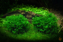 Lade das Bild in den Galerie-Viewer, Zartes Lebermoos | Monosolenium tenerum | In Vitro Aquariummoos im Aquarium
