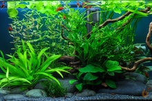 Lade das Bild in den Galerie-Viewer, Zartes Lebermoos | Monosolenium tenerum | In Vitro Aquariummoos im Aquascape / Aquascaping Aquarium

