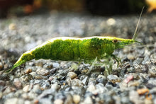 Lade das Bild in den Galerie-Viewer, Neocaridina Garnelen Party-Mix | Bunte Farbmischung
