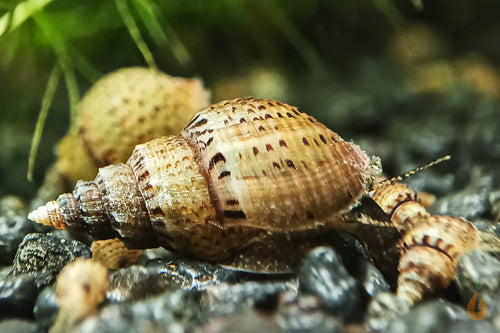 Noppen Turmdeckelschnecke | Nöppi TDS | Tarebia granifera