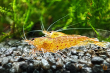 Lade das Bild in den Galerie-Viewer, Orange Bloodshot Tigergarnelen | Caridina sp. &quot;Blood Shot&quot; - Im Aquarium
