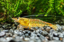 Lade das Bild in den Galerie-Viewer, Orange Bloodshot Tigergarnele | Caridina sp. &quot;Blood Shot&quot; - Rarität
