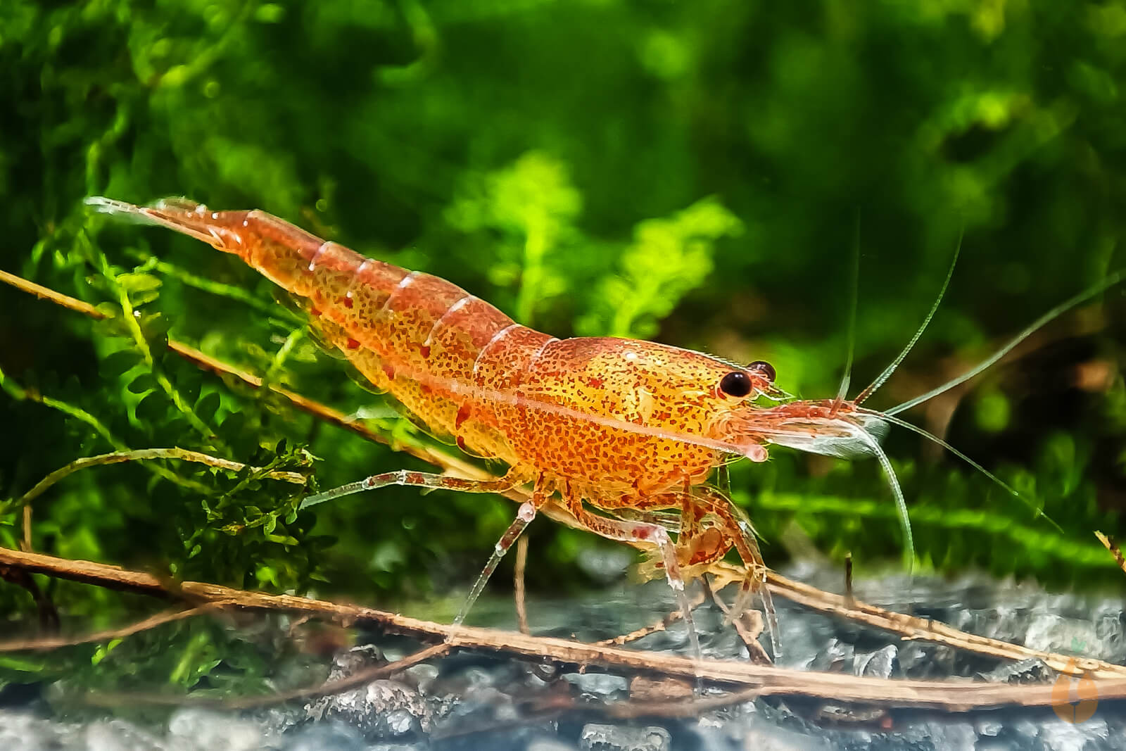 Orange Bloodshot Tigergarnele | Caridina sp. 