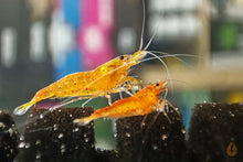 Lade das Bild in den Galerie-Viewer, Orange Bloodshot Tigergarnele | Caridina sp. &quot;Blood Shot&quot; - Im Garnelenaquarium
