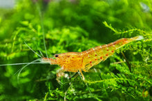 Lade das Bild in den Galerie-Viewer, Orange Bloodshot Tigergarnele | Caridina sp. &quot;Blood Shot&quot; - Im Aquascaping Aquarium
