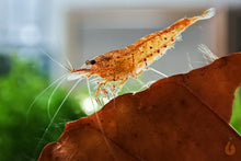 Lade das Bild in den Galerie-Viewer, Orange Bloodshot Tigergarnele | Caridina sp. &quot;Blood Shot&quot; - Im Aquascape Aquarium
