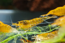 Lade das Bild in den Galerie-Viewer, Orange Hokkaido Bee Garnele | Caridina sp. im Aquascaping Aquarium
