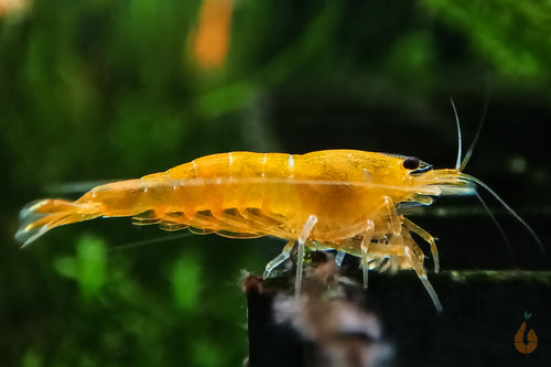 Orange Hokkaido Bee Garnele | Bienengarnele | Caridina sp.
