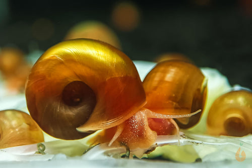 Orange / Rote Posthornschnecke | PHS Orange | Helisoma cf.anceps