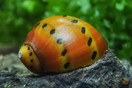 Orange Track Rennschnecke / Napfschnecke  | Vittina Semiconica im Aquarium