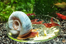 Lade das Bild in den Galerie-Viewer, Blaue Posthornschnecke - Avatar Schnecke | Blaue PHS | Helisoma cf.anceps und Red Fire Garnelen
