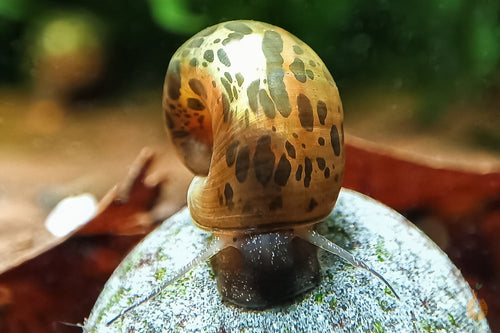 Braune Posthornschnecke | PHS Braun / Leopard | Helisoma cf.anceps