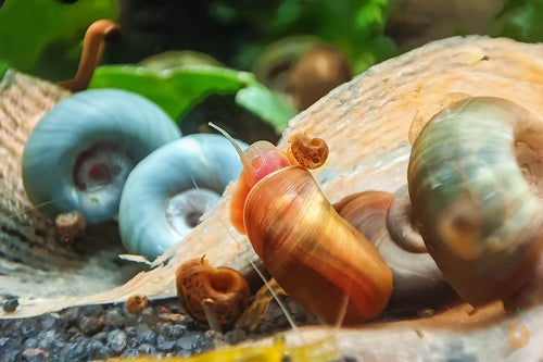 Bunter Posthornschnecken Party-Mix | verschiedene Farben | Helisoma cf.anceps | 6 Stück