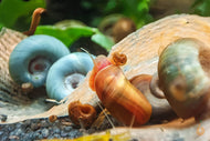 Bunter Posthornschnecken Party-Mix | verschiedene Farben | Helisoma cf.anceps | 6 Stück