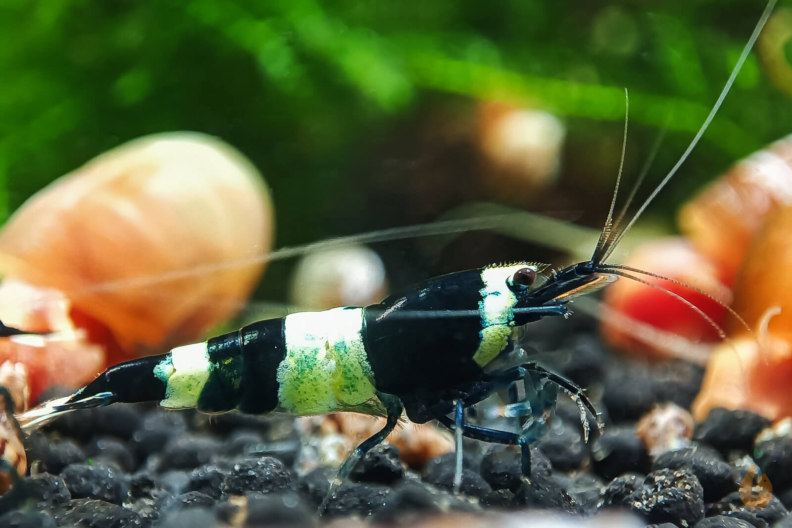 Schwarze Panda Garnele | Caridina sp. Taiwan Bee Black Panda im Aquarium