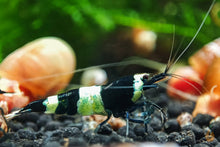 Lade das Bild in den Galerie-Viewer, Schwarze Panda Garnele | Caridina sp. Taiwan Bee Black Panda im Aquarium
