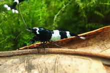 Lade das Bild in den Galerie-Viewer, Schwarze Panda Garnele | Caridina sp. Taiwan Bee Black Panda im Nano Aquarium
